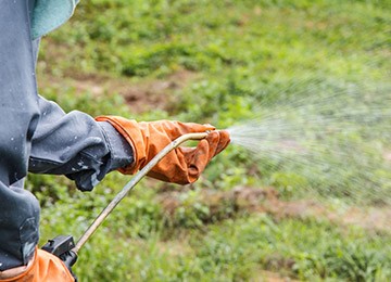 watering vegetation