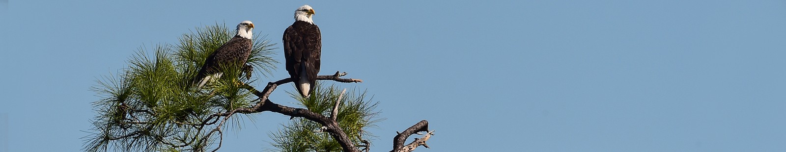 Eagles nesting in the trees