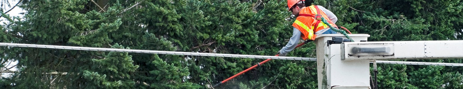 Lineman cutting down trees